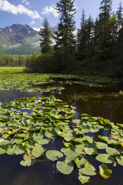 A small lake full of lily pads at mile 14.7 of the Seward Highway, summertime in South-central Alaska; Alaska, United States of America