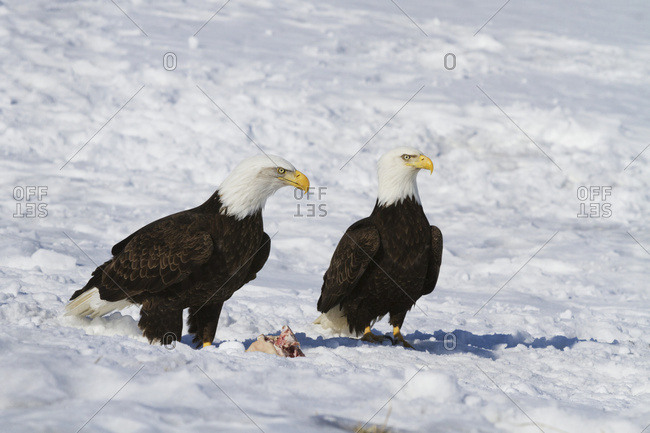 Bald Eagle (Haliaeetus leucocephalus) pair standing in the snow, near Girdwood; Alaska, United States of America