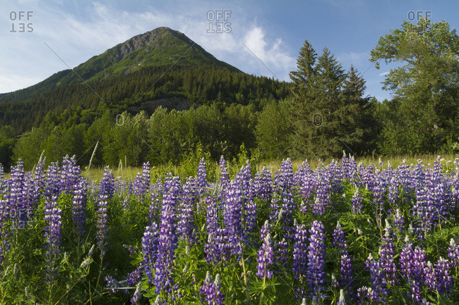 Field of Lupine (lupinus) alongside the Seward Highway (south of Girdwood) and alongside Turnagain Arm, South-central Alaska in summertime; Alaska, United States of America