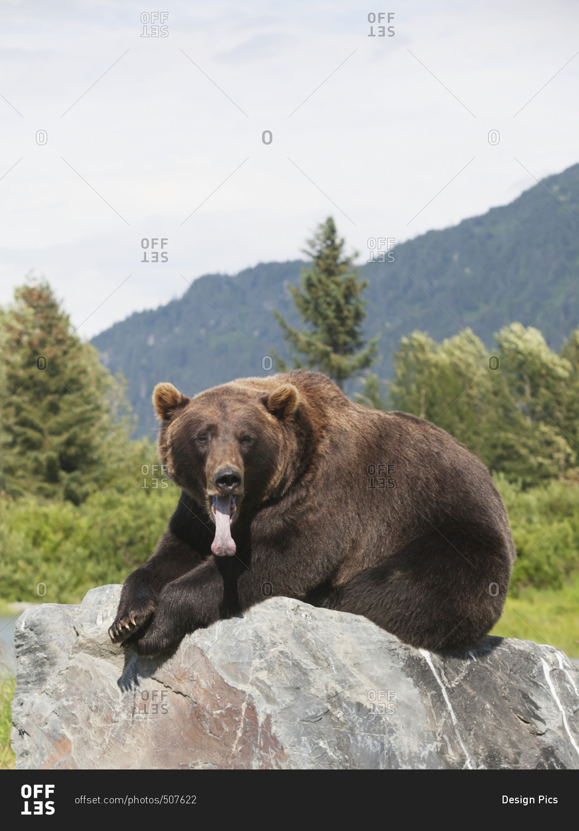 Captive mature female Brown bear (ursus arctos) laying on large rock at the Alaska Wildlife Conservation Center; Portage, Alaska, United States of America