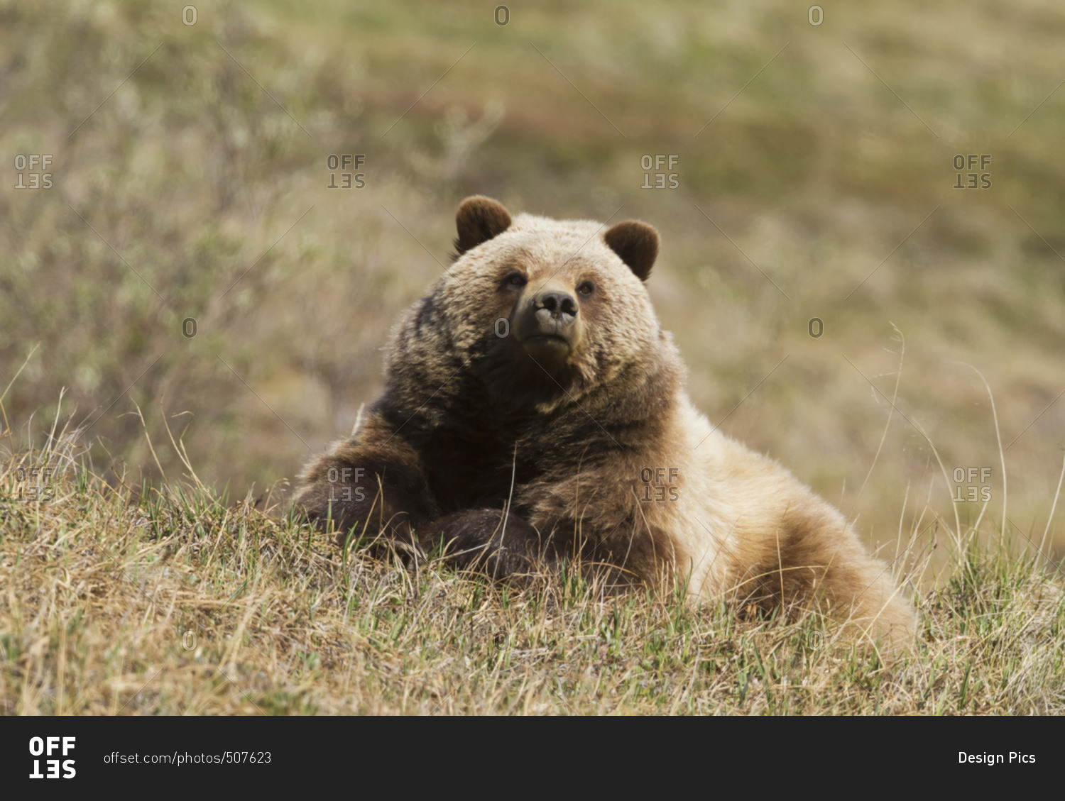 Grizzly bear (Ursus arctos horribilis) in Denali National Park and Preserve, interior Alaska; Alaska, United States of America