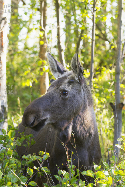 Moose (alces alces) standing in the lush foliage in a forest in summertime; Anchorage, Alaska, United States of America