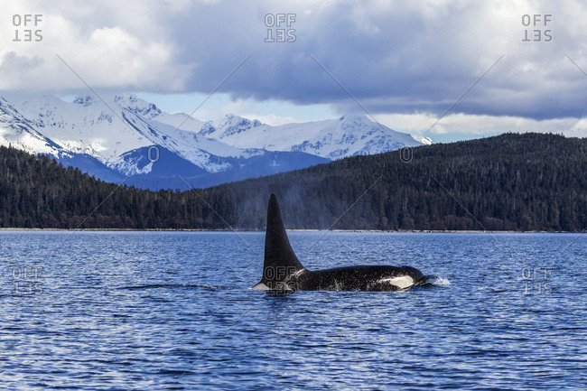 An Orca Whale, or Killer Whale, (Orcinus orca) surface near Juneau in Lynn Canal, Inside Passage; Alaska, United States of America
