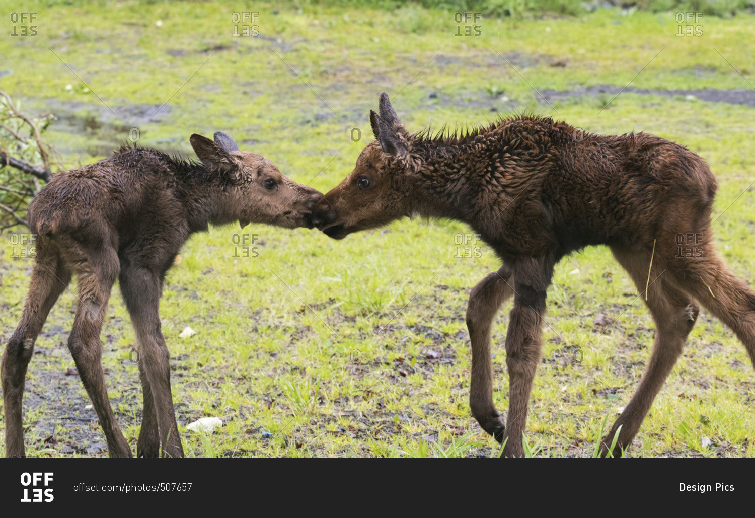 CAPTIVE: Two moose calves touch noses in spring, Alaska Wildlife Conservation Center, South-central Alaska