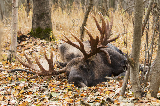 Large bull moose sleeping near Tony Knowles Coastal Trail in autumn ...