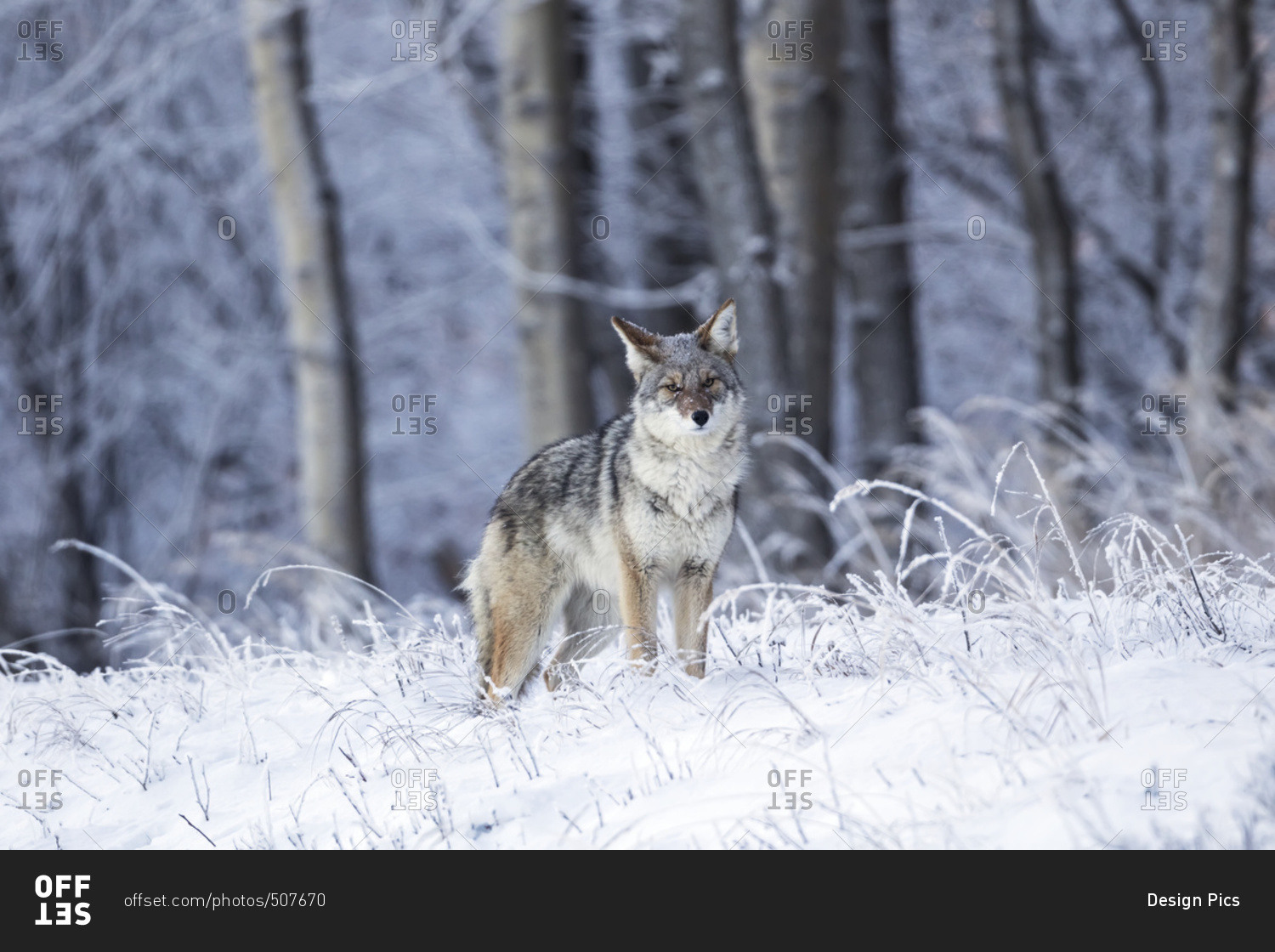 Coyote amongst frost covered grass near the Anchorage airport, South-central Alaska, winter, USA