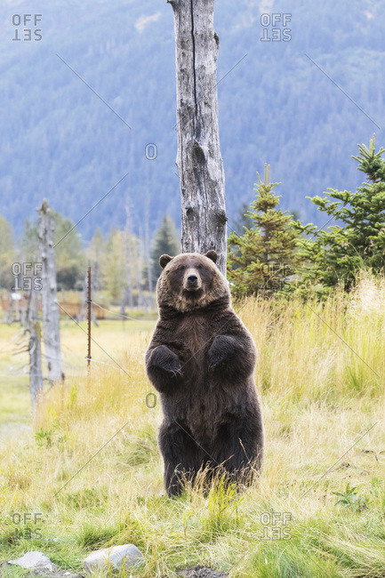 CAPTIVE: Grizzly stands up against a snag to scratch its back, Alaska Wildlife Conservation Center, South-central Alaska, summer