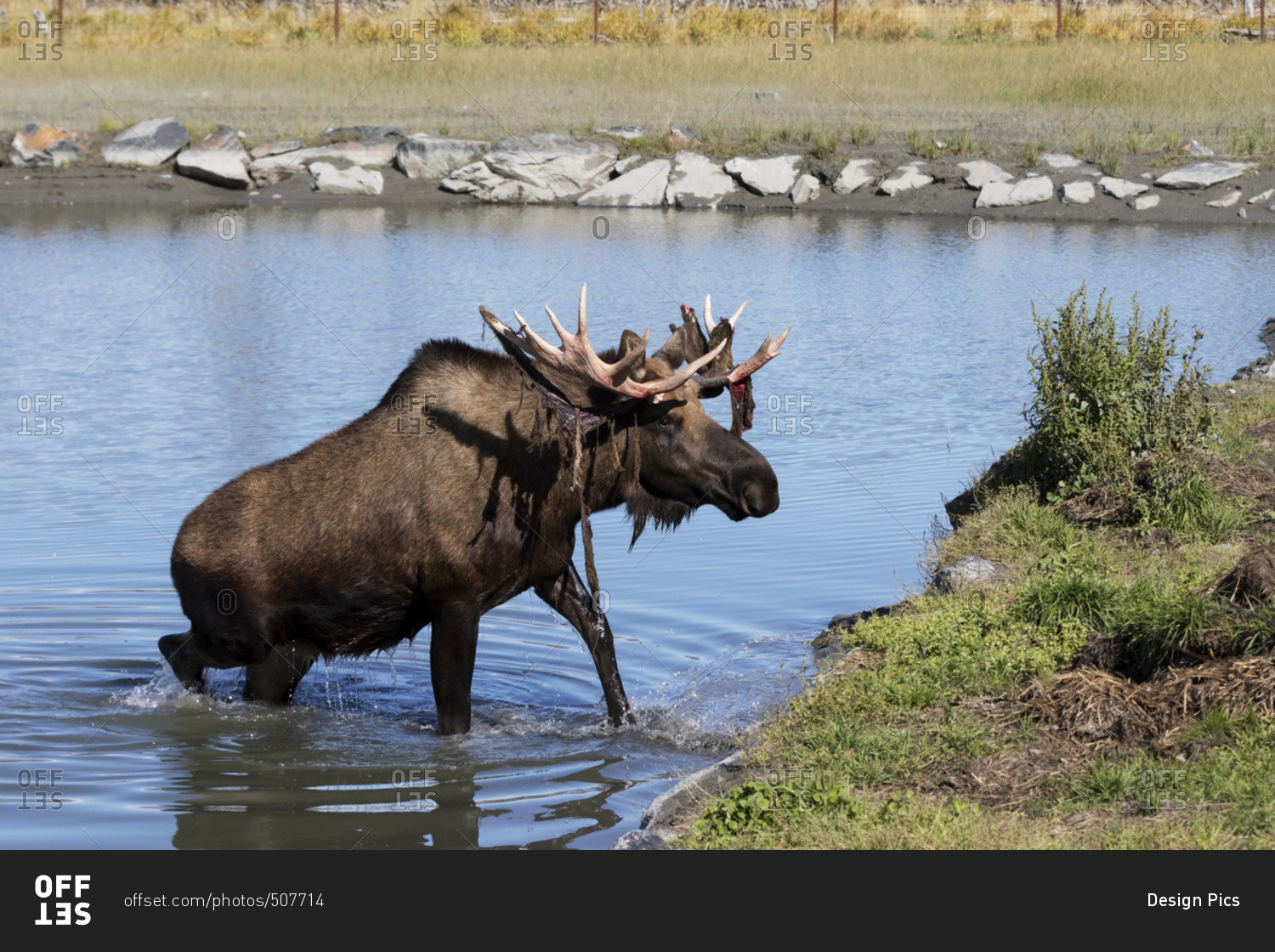 Bull moose (alces alces) coming out of the water, just coming out of shedding its velvet and antlers look a little red, captive at the Alaska Wildlife Conservation Centre; Portage, Alaska, United States of America