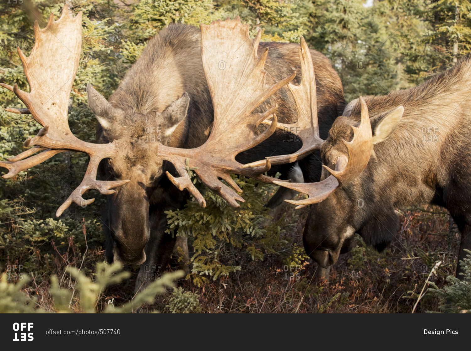 Bull moose (alces alces) play fighting during rutting season in the Anchorage area; Alaska, United States of America
