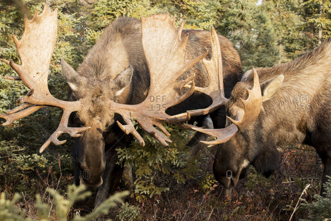 Bull moose (alces alces) play fighting during rutting season in the Anchorage area; Alaska, United States of America