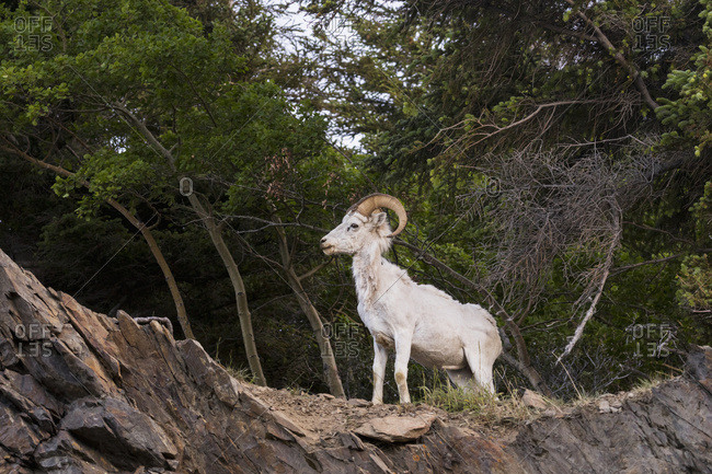 A lone young dall sheep ram (ovis dalli) watches other sheep in the area, Chugach mountains, South-central Alaska; Alaska, United States of America