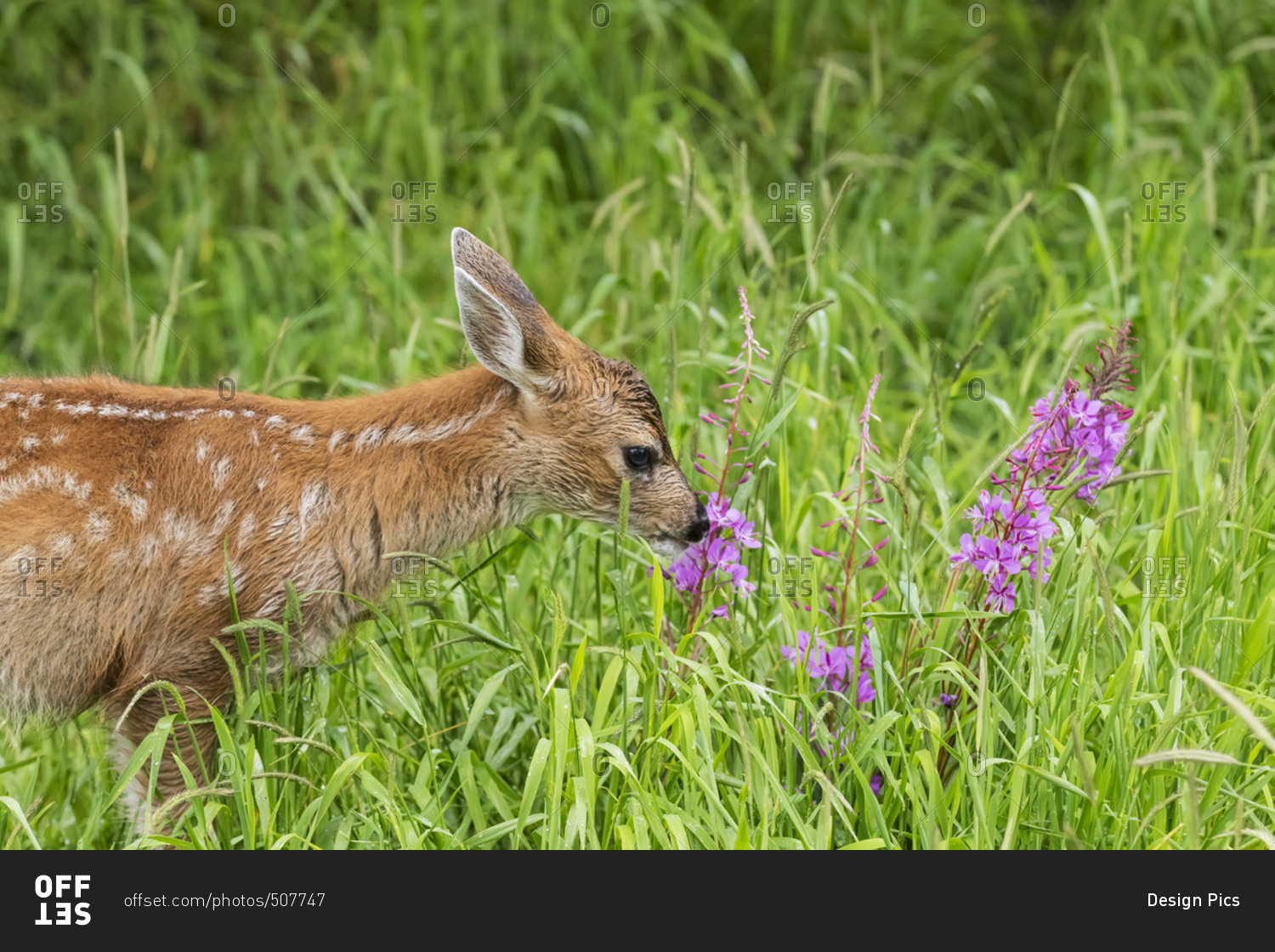 Sitka Black-tailed deer fawn (Odocoileus hemionus sitkensis) munches on fireweed (Chamerion angustifolium) in pasture, captive animal at the Alaska Wildlife Conservation Centre; Portage, Alaska, United States of America