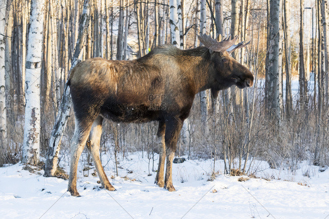 alaska state animal stock photos - OFFSET