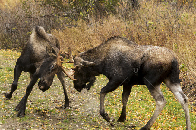 Young bull moose (alces alces) play-fighting on the Coastal Trail in Kincaid Park, rutting season, autumn; Anchorage, Alaska, United States of America
