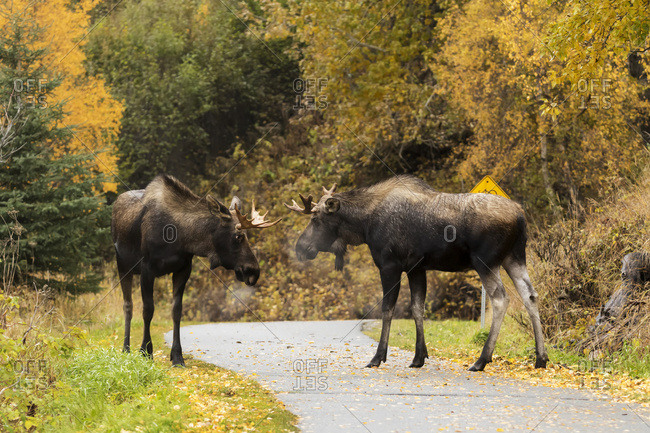 Young bull moose (alces alces) play-fighting on the Coastal Trail in Kincaid Park, rutting season in autumn; Anchorage, Alaska, United States of America