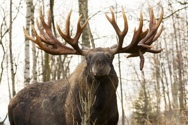 Large bull moose (alces alces) with large rack in rutting season, autumn; Anchorage, Alaska, United States of America