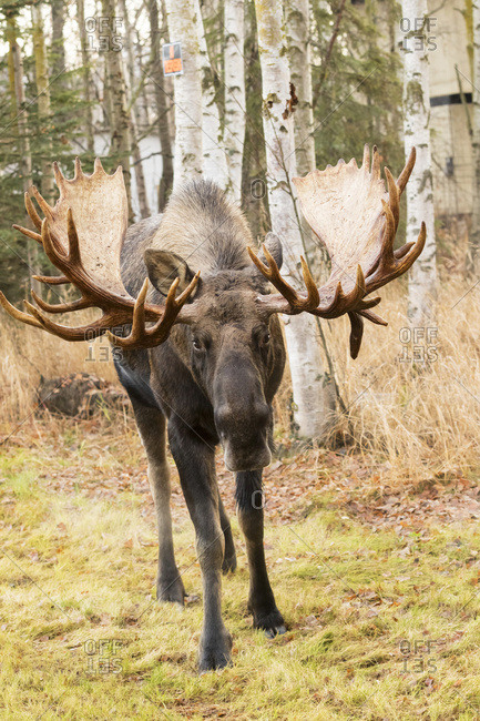 A large bull moose (alces alces) with a large rack, South-central Alaska; Alaska, United States of America