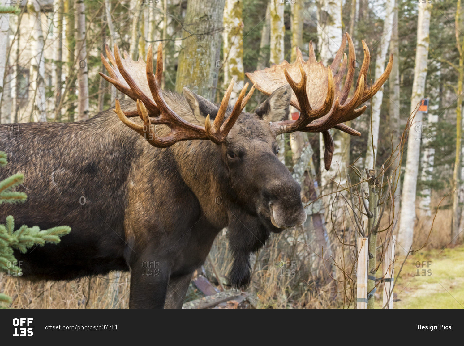 Bull moose (alces alces), rutting season; Alaska, United States of America