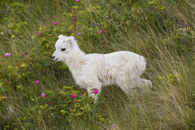 A Dall sheep lamb (ovis dalli) runs around the hillsides under its mom's watchful eyes, Chugach mountains; Alaska, United States of America