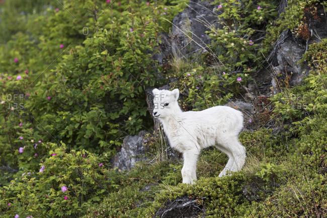 A Dall sheep lamb (ovis dalli) runs around the hillsides under its mom's watchful eyes, Chugach mountains; Alaska, United States of America