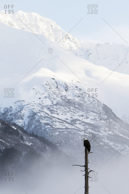 Adult bald eagle (Haliaeetus leucocephalus) perched on the top of a dead tree with snow covered mountains in the distance, Portage Valley; Alaska, United States of America