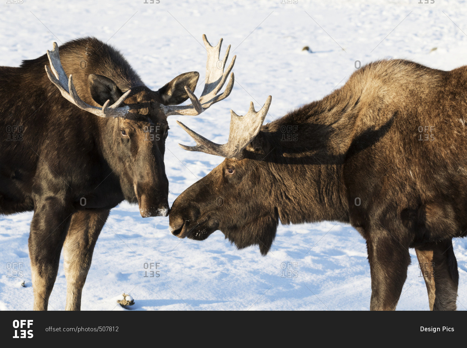Moose (alces alces)touch noses in a greeting to one another, South-central Alaska; Alaska, United States of America