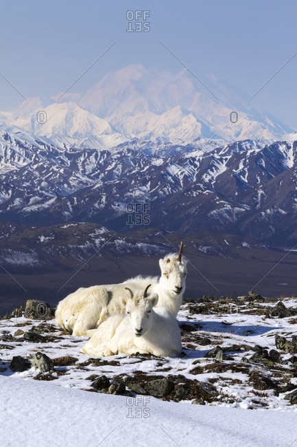 Dall Sheep ewes resting in snow with Denali and the Alaska Range in the background, Denali National Park, Interior Alaska, winter