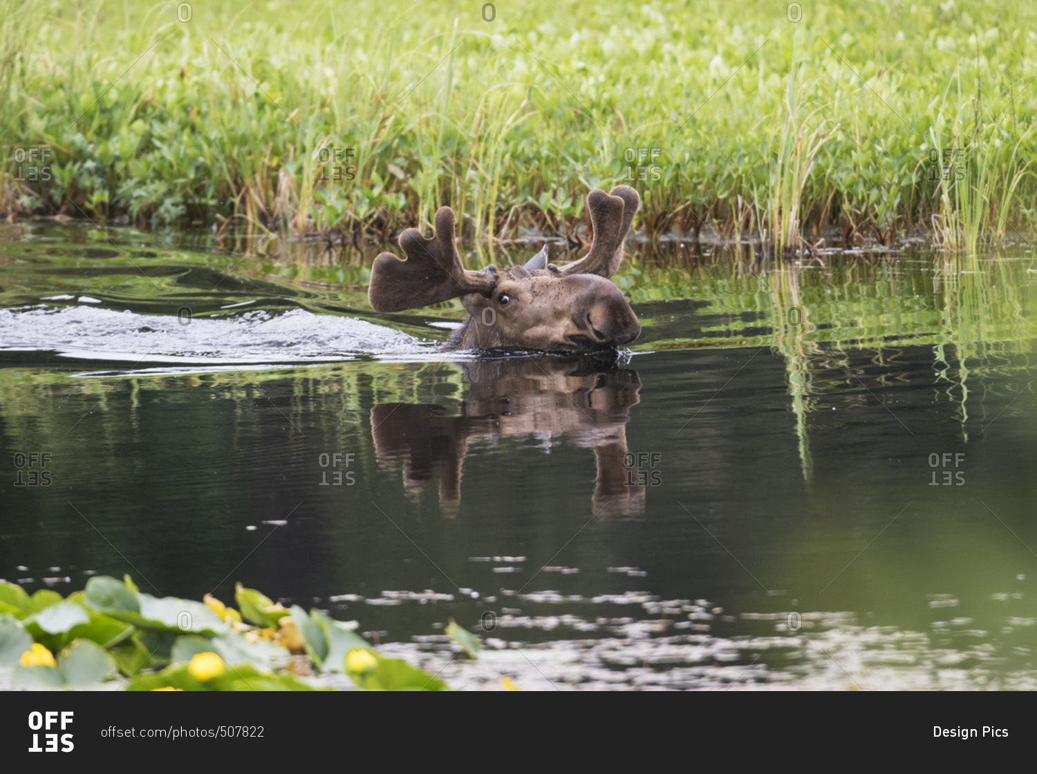 Bull moose with small antlers in velvet swims in a pond in Portage Valley, South-central Alaska, summer