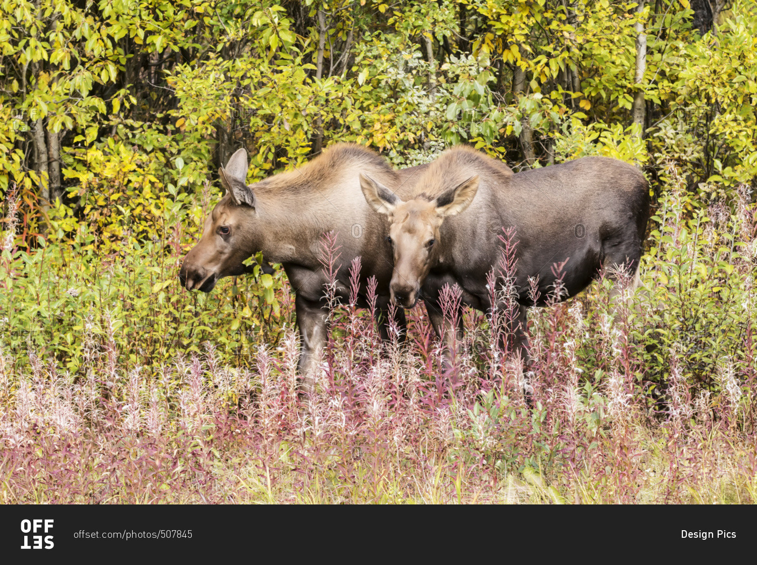 Twin calf moose browse near the Parks Highway north of Cantwell, Alaska in Interior Alaska.