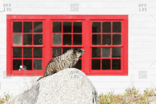 A Hoary Marmot perches on a rock in the afternoon sun at Independence Mine up in Hatcher Pass, South-central Alaska
