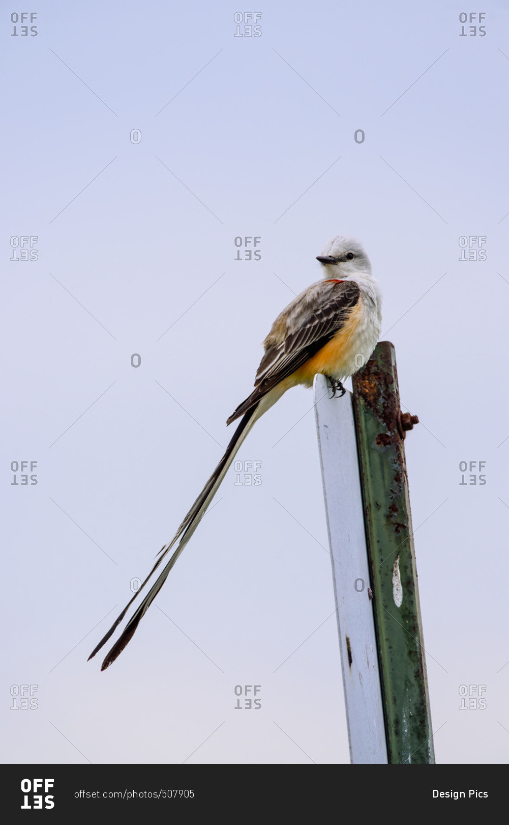 Scissor Tailed Flycatcher by SageFillyLuna on deviantART  Flycatcher  Oklahoma art Diy art projects