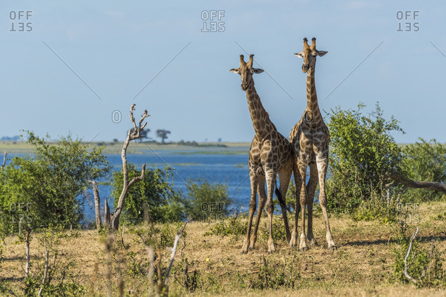 Two South African giraffe (Giraffa camelopardalis) standing beside river; Botswana