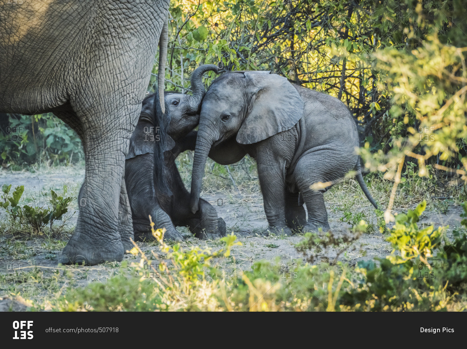 Two baby elephants (Loxodonta Africana) playing behind their mother; Botswana