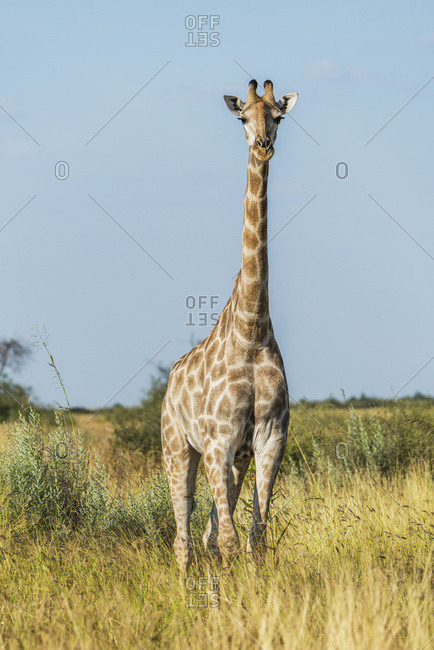 South African giraffe (Giraffa camelopardalis) facing camera in grass; Botswana