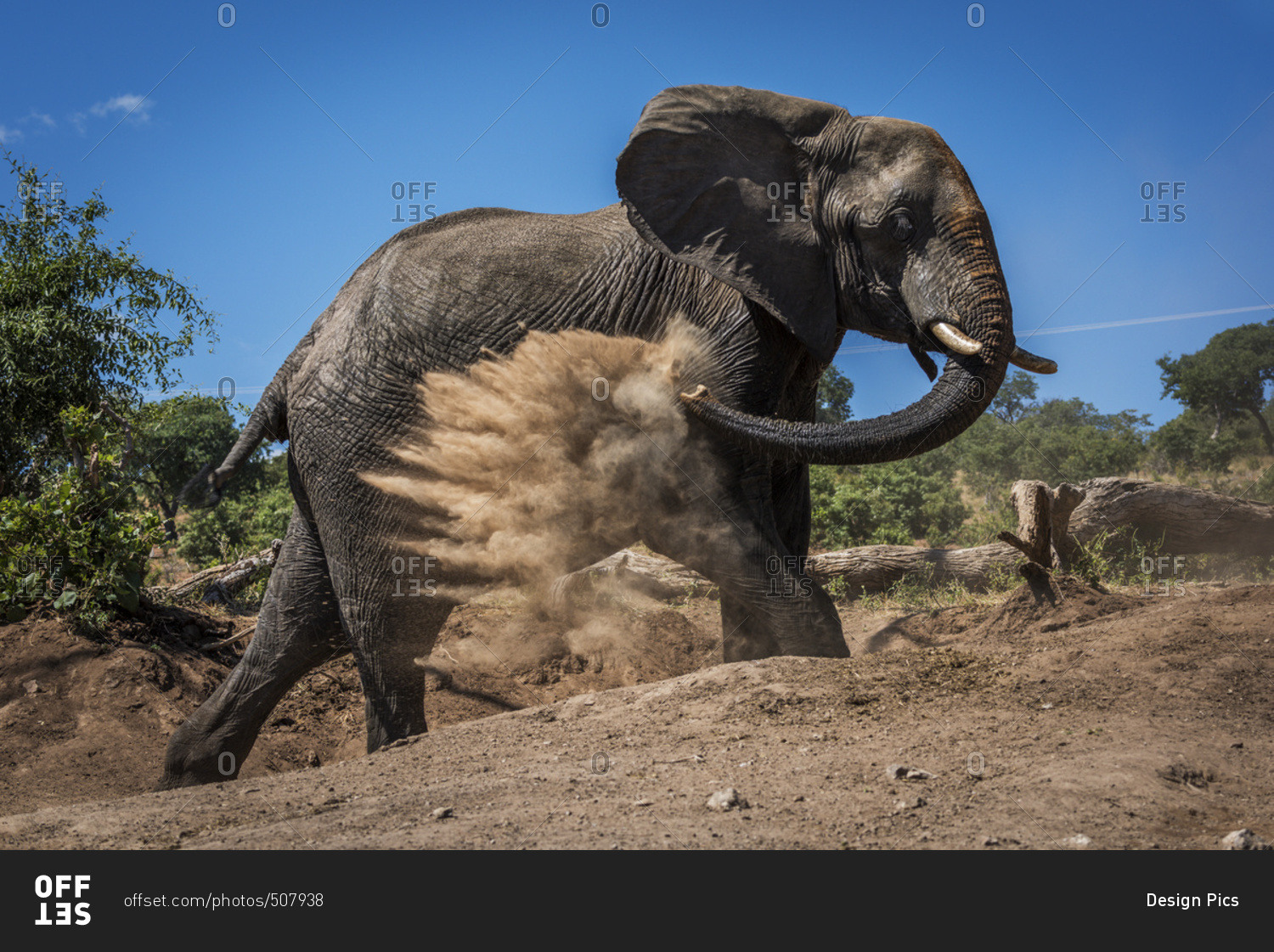 An elephant (Loxodonta Africana) is throwing dust over itself with it\'s trunk on a bare earth slope with trees in the background under a blue sky; Botswana