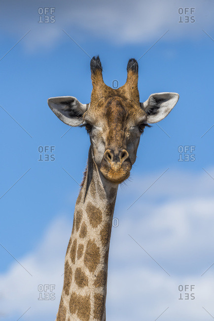 Close up of South African giraffe (Giraffa camelopardalis) facing camera; Botswana