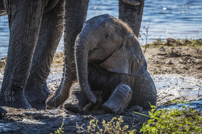 baby elephant front view