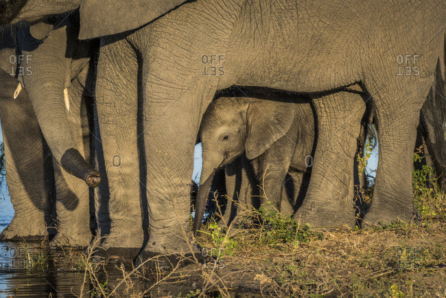 Baby elephant (Loxodonta Africana) hiding between legs of mother; Botswana