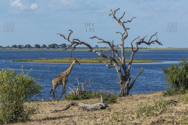 South African giraffe (Giraffa camelopardalis giraffa) walking by dead tree; Botswana