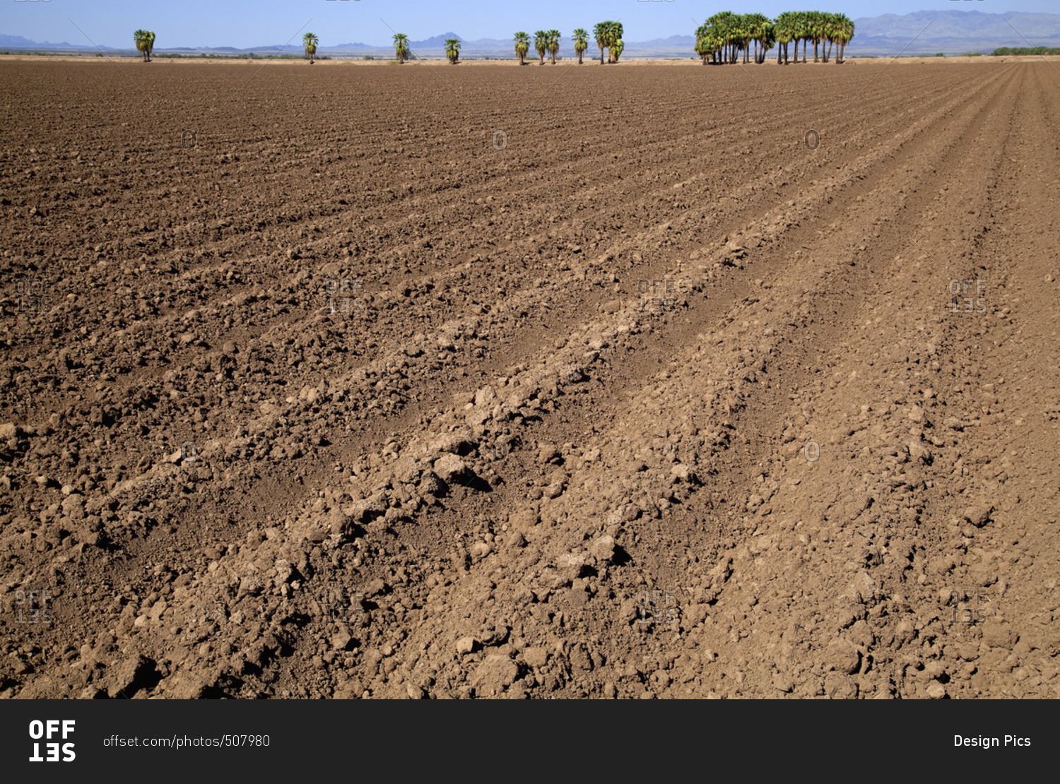 A plowed field in autumn awaits planting of the next crop, palm trees, mountains and blue sky are in the background, near Ehernsburg; Arizona, United States of America