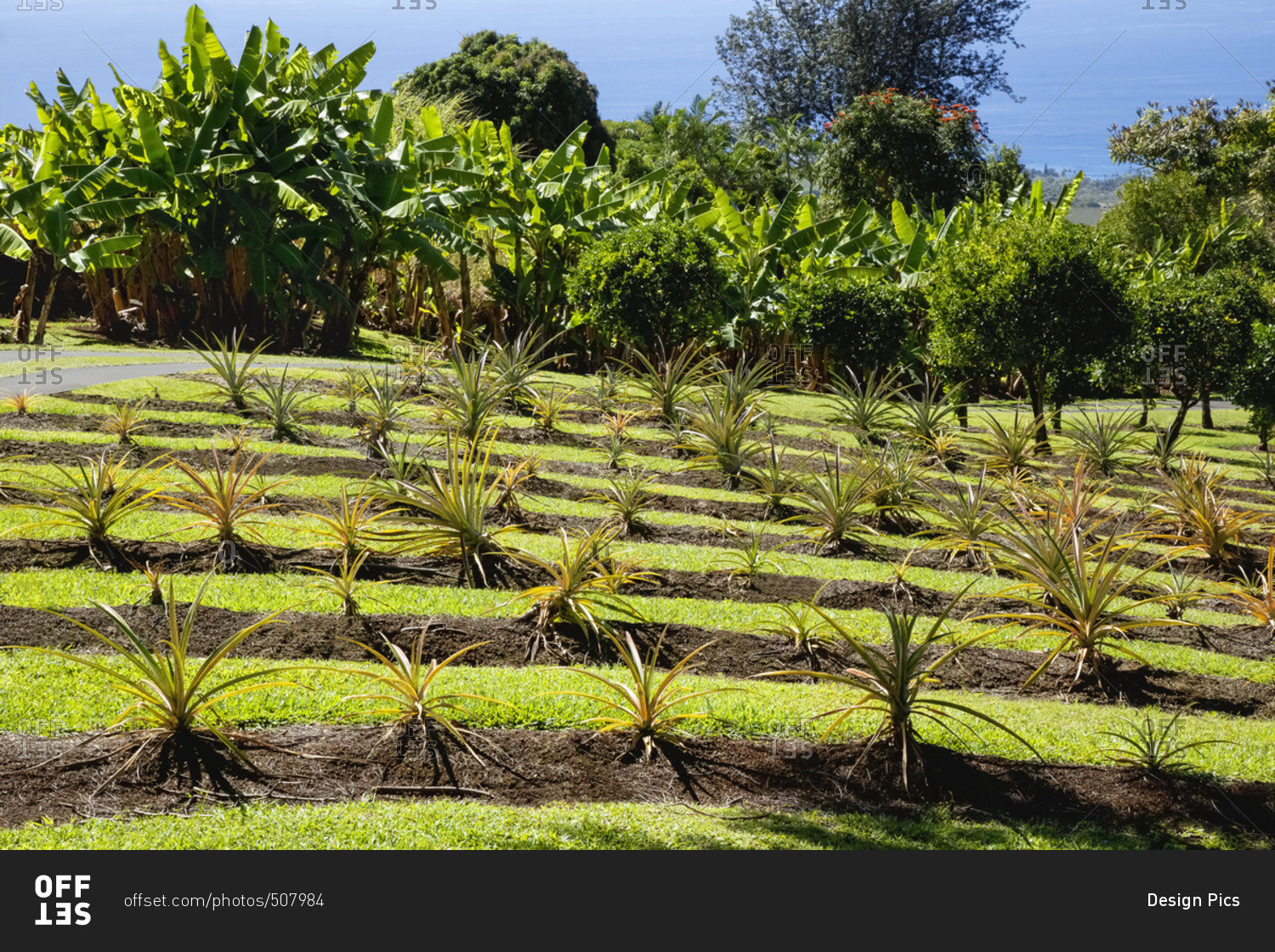 On a demonstration farm in the North Kona District of the Big Island