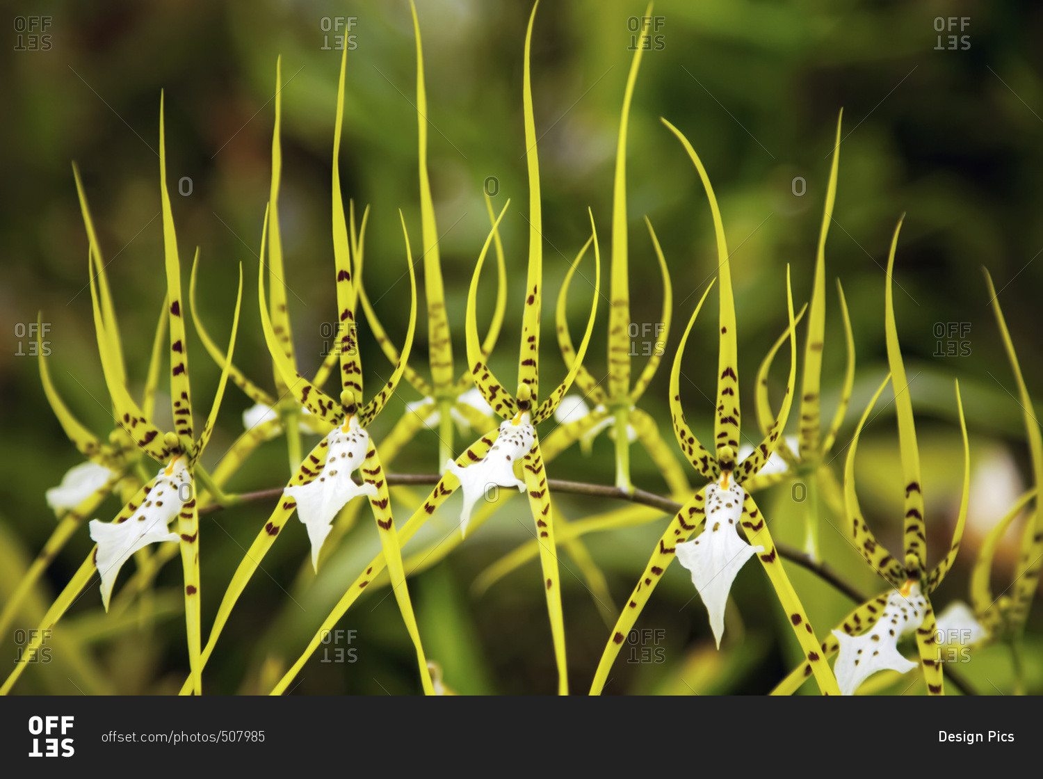 Close up view of yellow Spider Orchid blossoms, Landers, California, United States of America