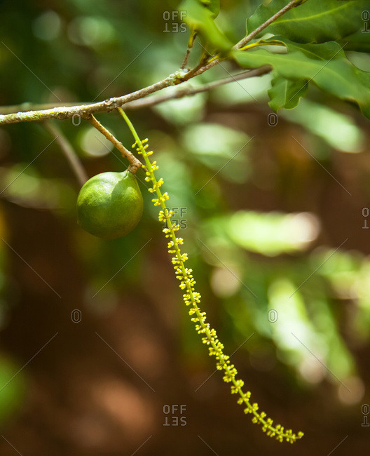 Blossoms and a single unripe nut are seen at a macadamia farm; Hoolehua, Molokai, Hawaii, United States of America