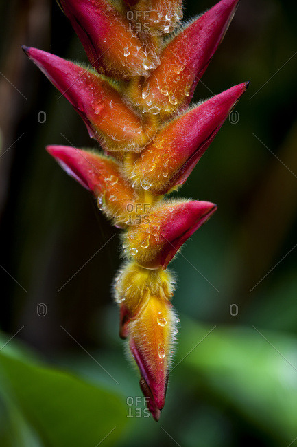 A unique tropical plant with fuzzy red and orange blossoms; Hawaii, United States of America