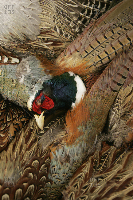 Pheasant Roosters After A Hunt