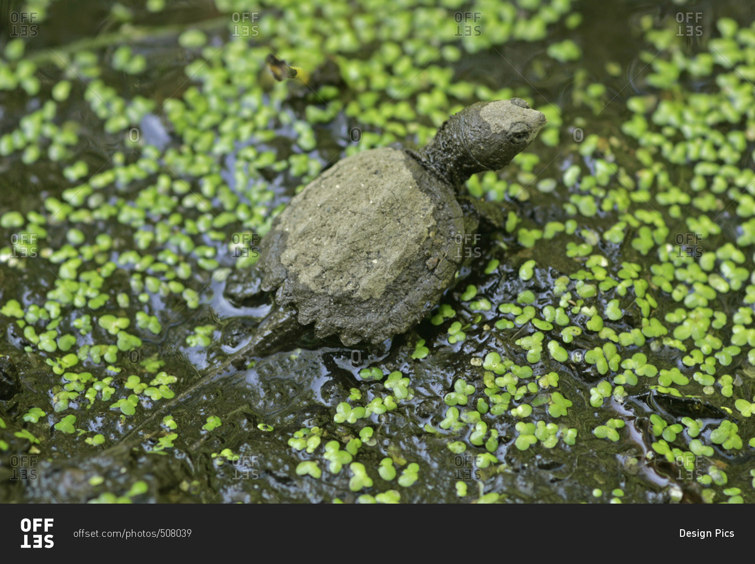Baby Snapping Turtle Leaving The Nest