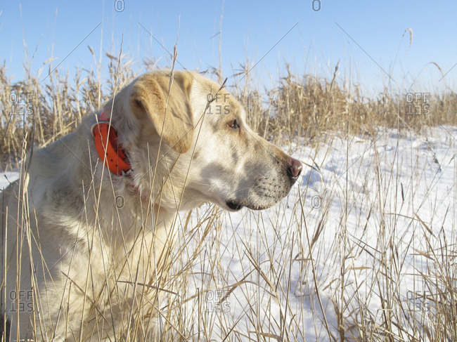 Yellow Lab Wears An Electronic Collar