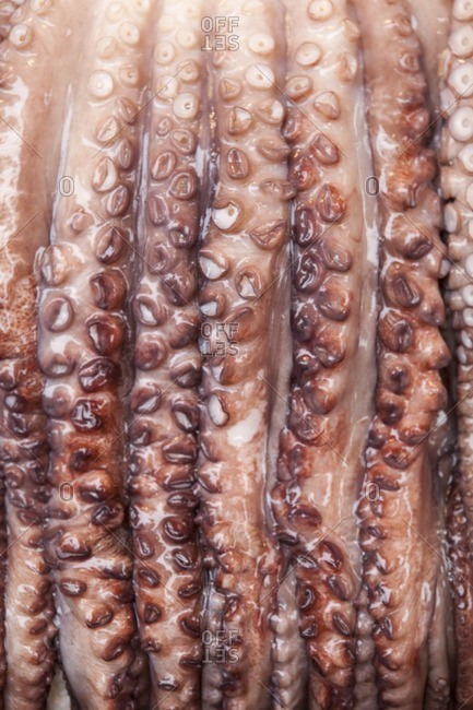 Close-up of giant octopus for sale in Jagalchi seafood market, Busan Korea.