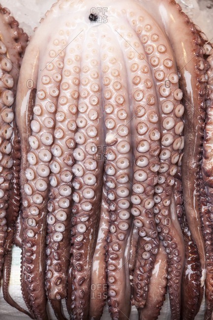 Close-up of giant octopus for sale in Jagalchi seafood market, Busan Korea.