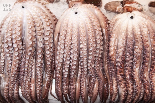 Close-up of giant octopus for sale in Jagalchi seafood market, Busan Korea.